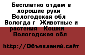 Бесплатно отдам в хорошие руки - Вологодская обл., Вологда г. Животные и растения » Кошки   . Вологодская обл.